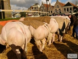 Woensdag 28 Maart  ***  PAASVEE  ***